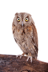 The European scops owl on white