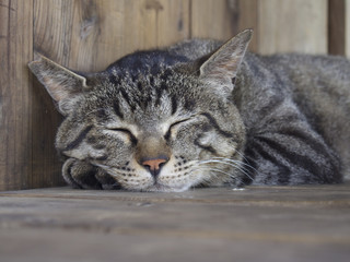 昼寝している茶トラ猫