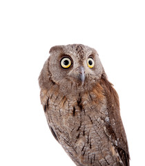 The European scops owl on white