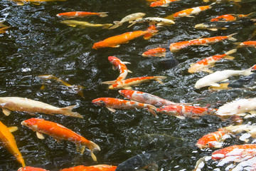 Colorful carp fish in the pond