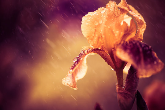 iris flower under rain