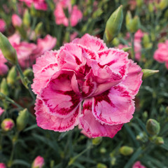 Carnation Colours