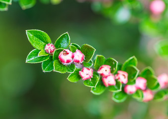 Cotoneaster Blossom