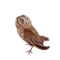 The European scops owl on white