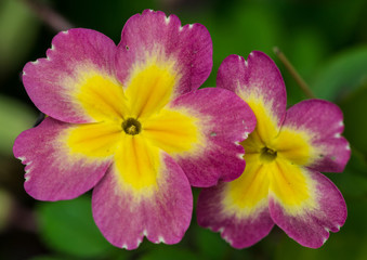 Primrose Pair