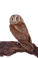The European scops owl on white