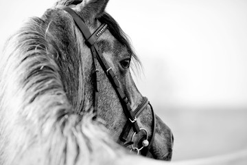 Fototapeta premium Black-and-white portrait of a sports stallion