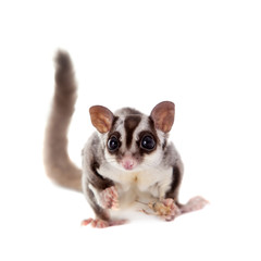 Sugar glider, Petaurus breviceps, on white