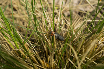Beetle in the grass
