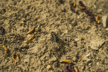 Black fly on the ground