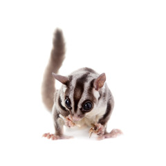 Sugar glider, Petaurus breviceps, on white