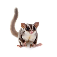 Sugar glider, Petaurus breviceps, on white