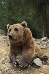 Obraz na płótnie Canvas Brown bear with open mouth portrait