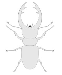 2d cartoon image of lucanus cervus