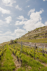 Lausanne, Stadt, Lavaux, Weinterrasse, Winzer, Frühling, Schweiz