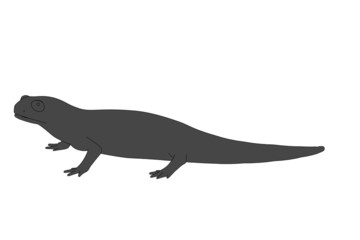 2d cartoon image of salamander