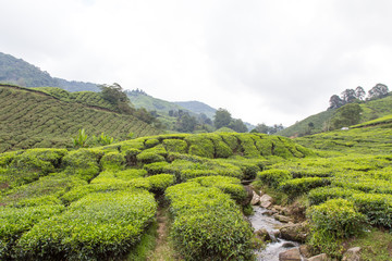 Small River Flow Through Tea Plantation At Cameron Highland, Malaysia