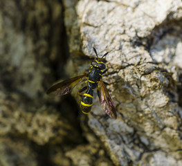 Bee on the rocks macro