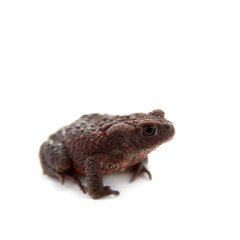 Common or European toad on white