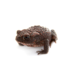 Common or European toad on white