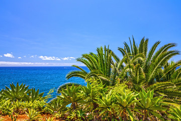 Fototapeta na wymiar tropical beach of Madeira