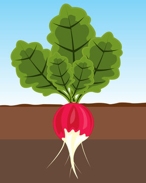 Vegetable radish in land