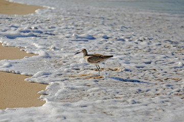 A willet bird, type of sandpiper running from ocean wave
