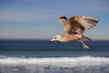 Naklejka premium Seagull flying and crying on the hermosa beach