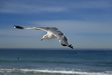 Fototapeta na wymiar Seagull flying on the hermosa beach, California, USA