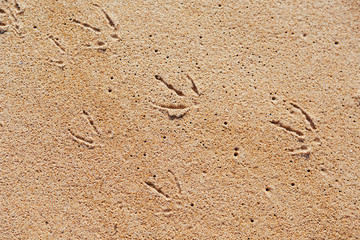 Fototapeta na wymiar Seagull footprint on the sand