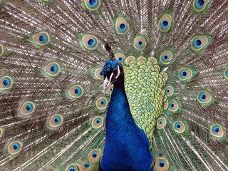 Peacock tail feathers