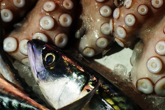 fish market in Italy - Atlantic mackerel and octopus 