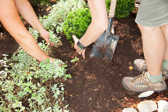 Woman with spade and dig the planting