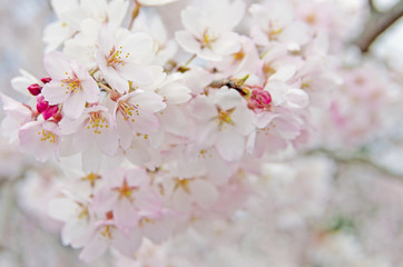 桜/Cherry blossom