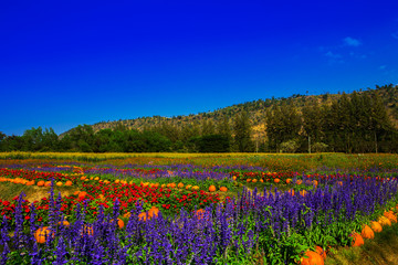 Garden with colorful flowers, mountains and sky.