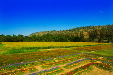 Garden with colorful flowers, mountains and sky.