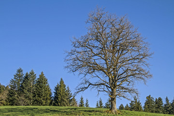 Eichenbaum auf Bergwiese