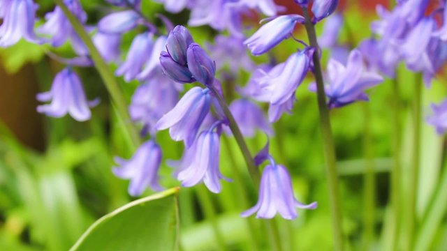 Beautiful Spring bluebell forest, HD footage