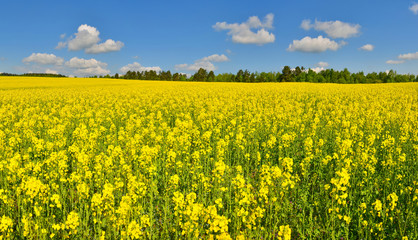 Obraz premium Flower field