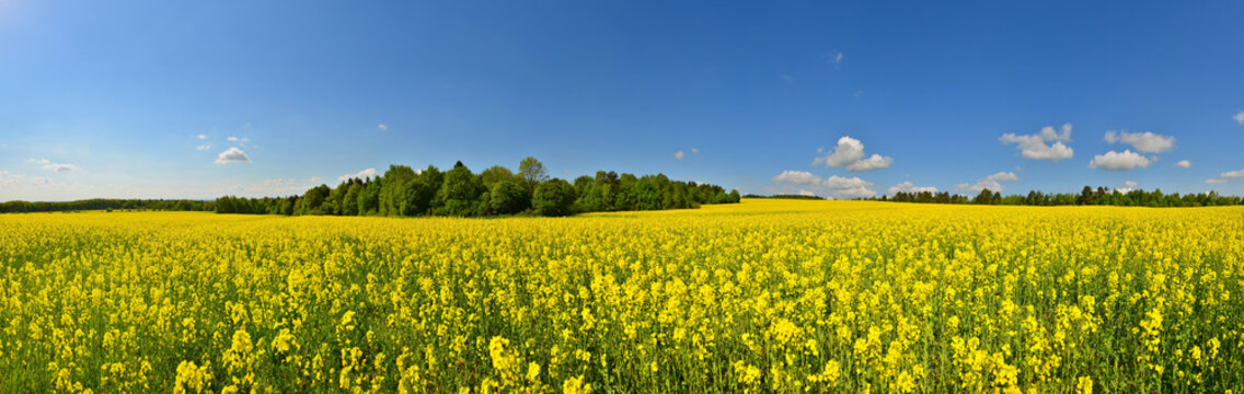 Flower field panorama