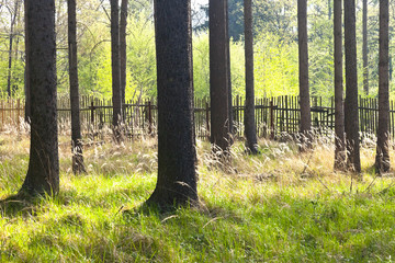 The spruce forest with the wooden fence