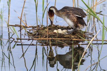 Oiseau couvant ses oeufs