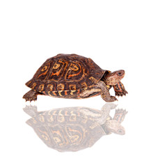 The Painted wood turtle on white