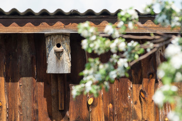 старый сарай в саду со скворечником