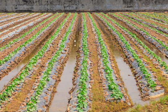 vegetable plot