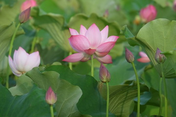 Obraz premium Lotus flower and Lotus flower plants