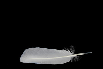 Pigeon feather