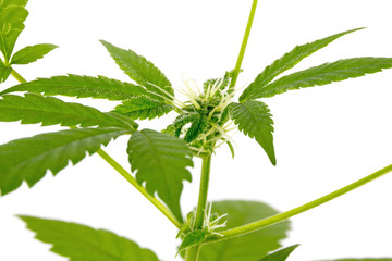 medical marijuana plant bud closeup