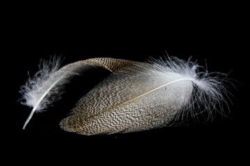 Duck feather