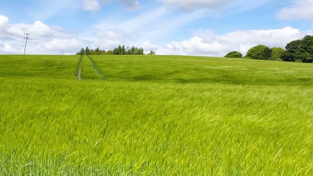 Green field of barley blowing in the wind and blue sky, HD